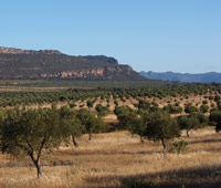 Grampians Olive Co